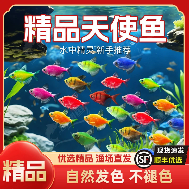 顺丰快递   3-4cm大号天使鱼   需要过滤