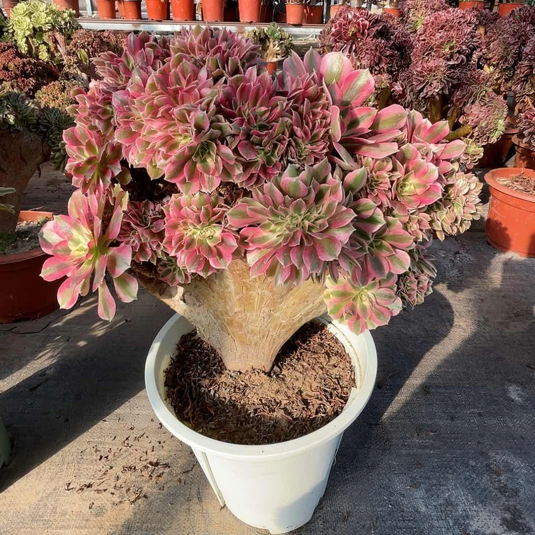 【闪购商品】无花朵粉女巫