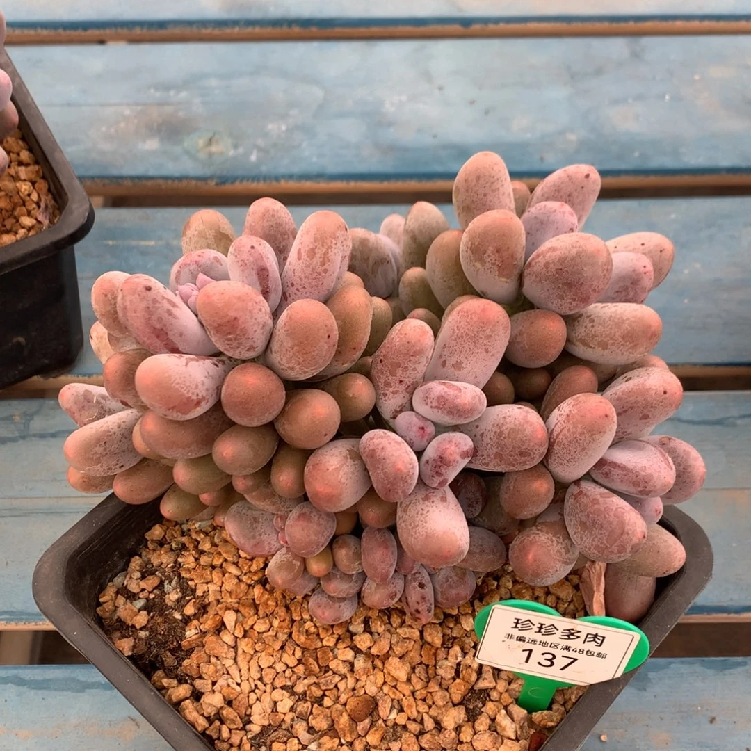 米可奶无砍老桩137