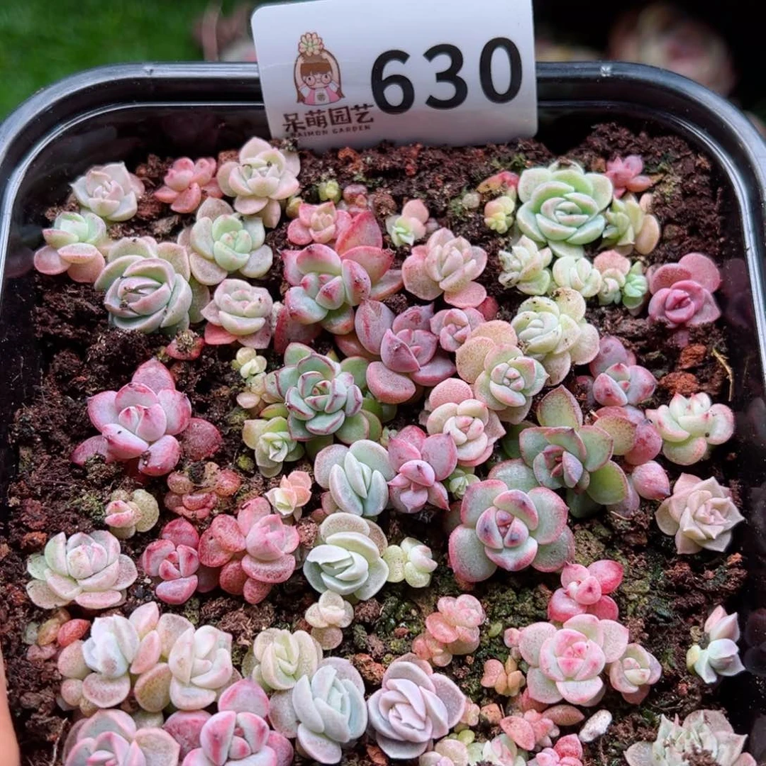 多肉植物多肉植物