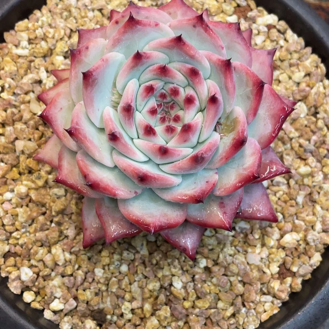 多肉植物一物一拍