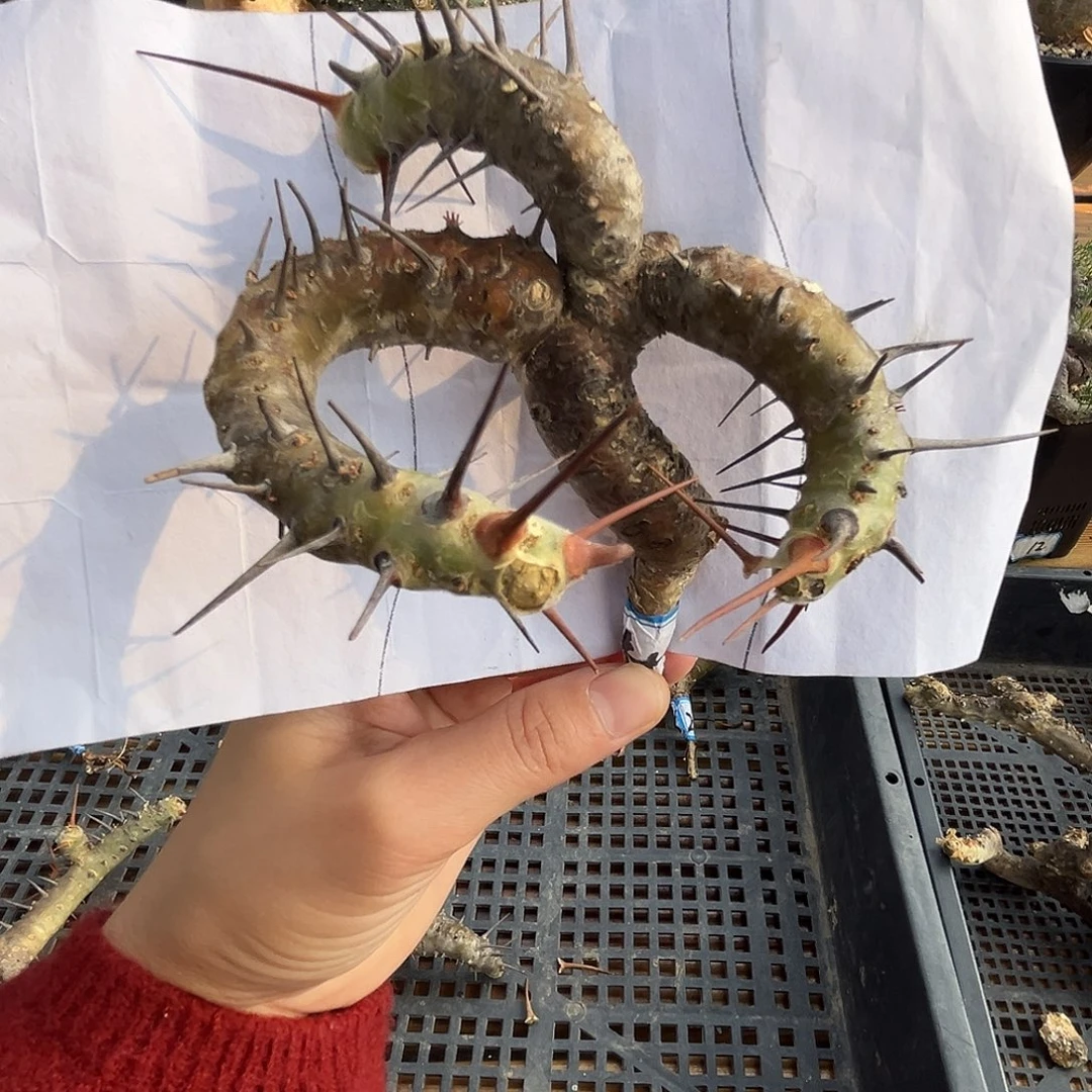 优选产地刺月界，紧凑，弯枝