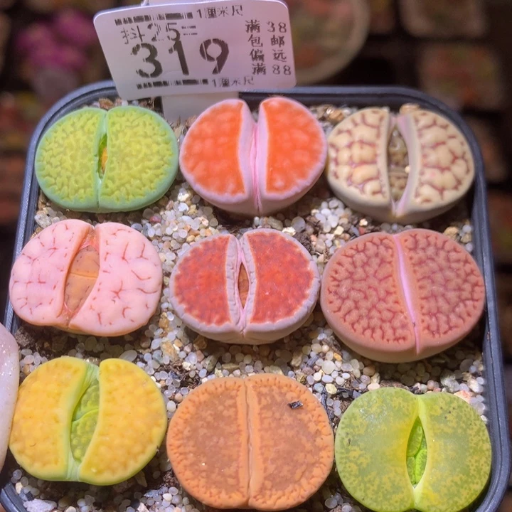 精品生石花25.319