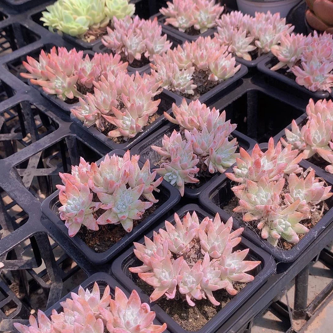 两颗白菊245778990000000