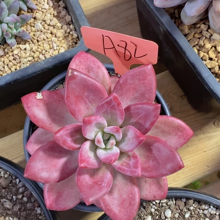 依***光你就在想怎么和他们一起