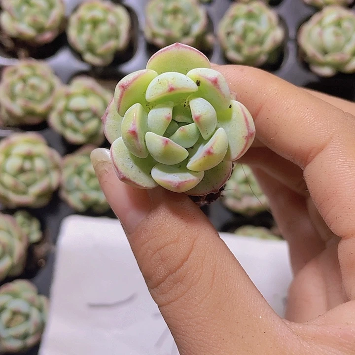 9精品香草2颗一组