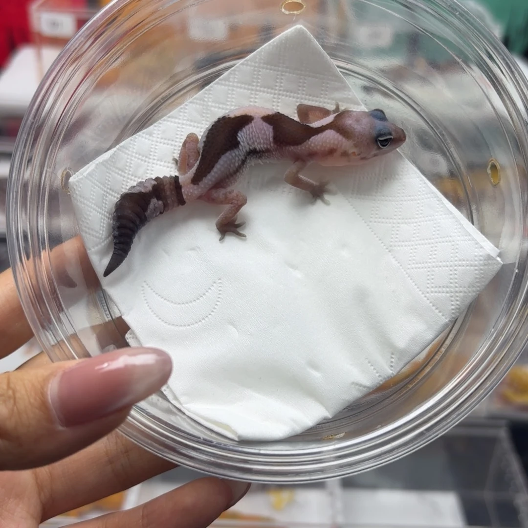 肥尾守宫高白奥祖 N070