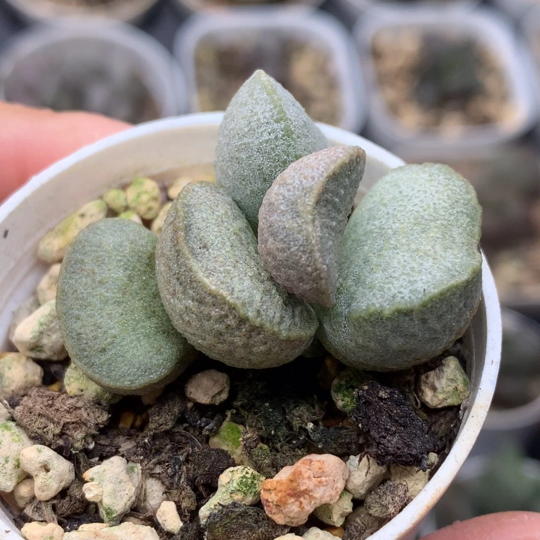 绿磨砂蛋 一物一拍