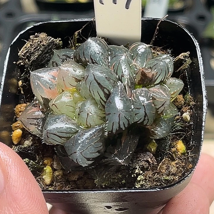 144双头实生玉露锦