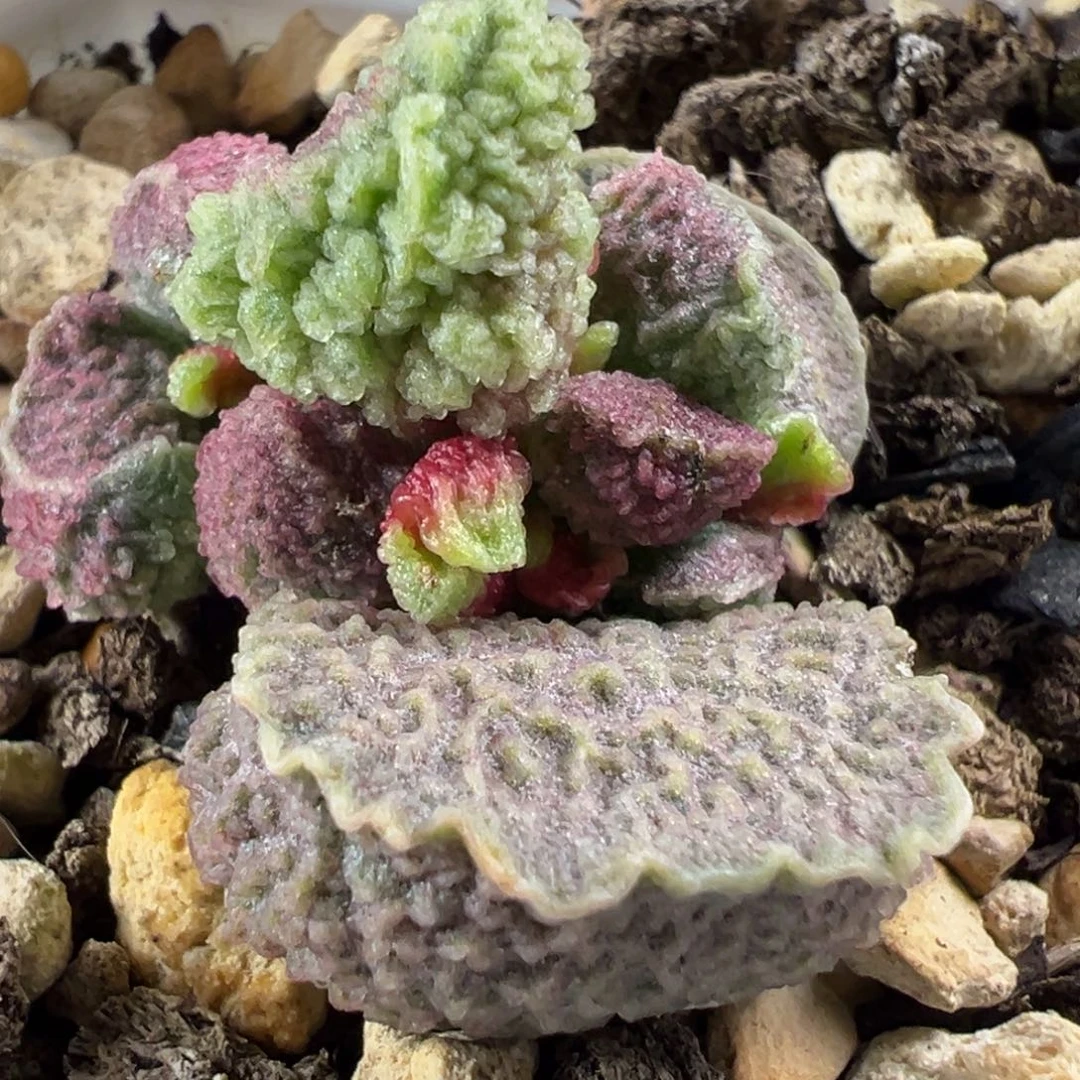 实生新品多肉植物水泡