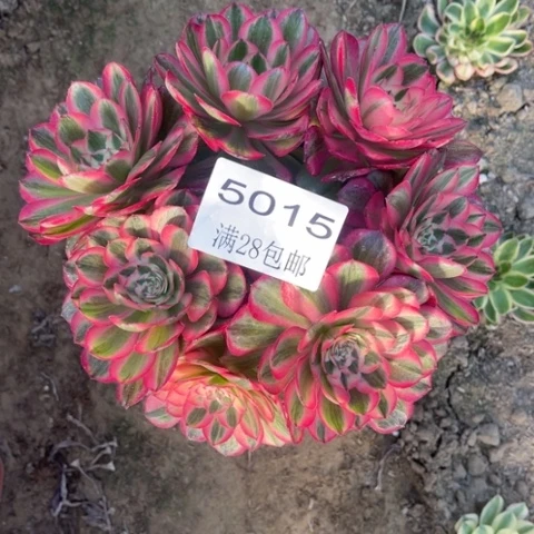 倾城多肉多肉5015