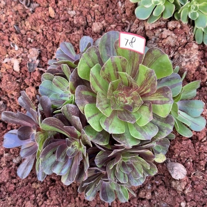 078花月夜无售后