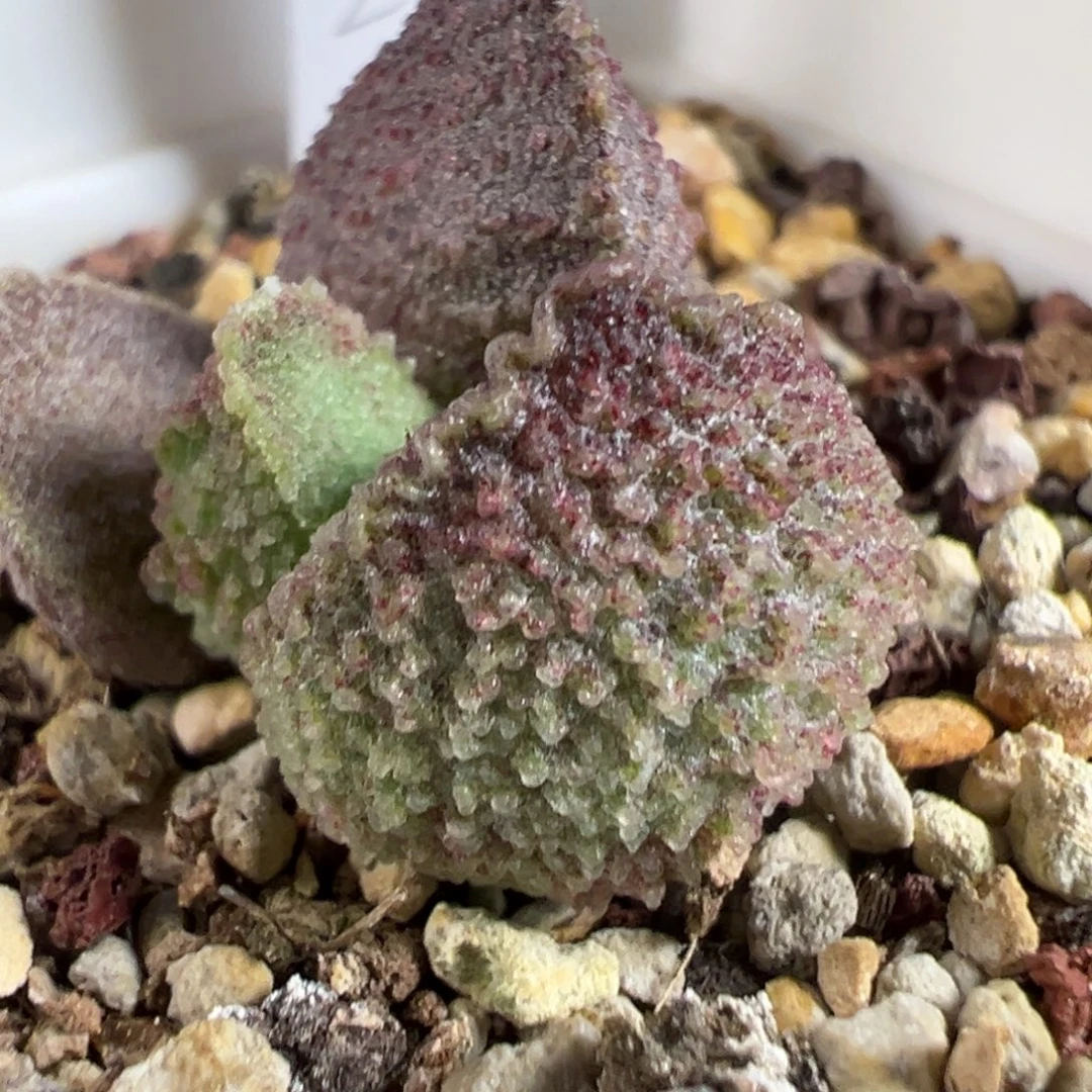 实生新品多肉植物水泡多肉植物水泡