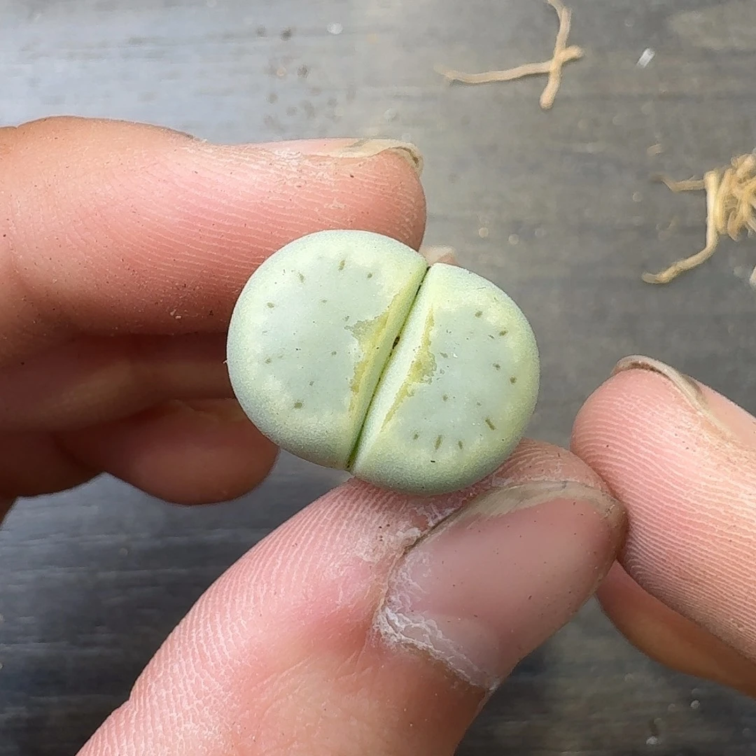 兔***子622 哈哈哈哈哈哈哈哈哈