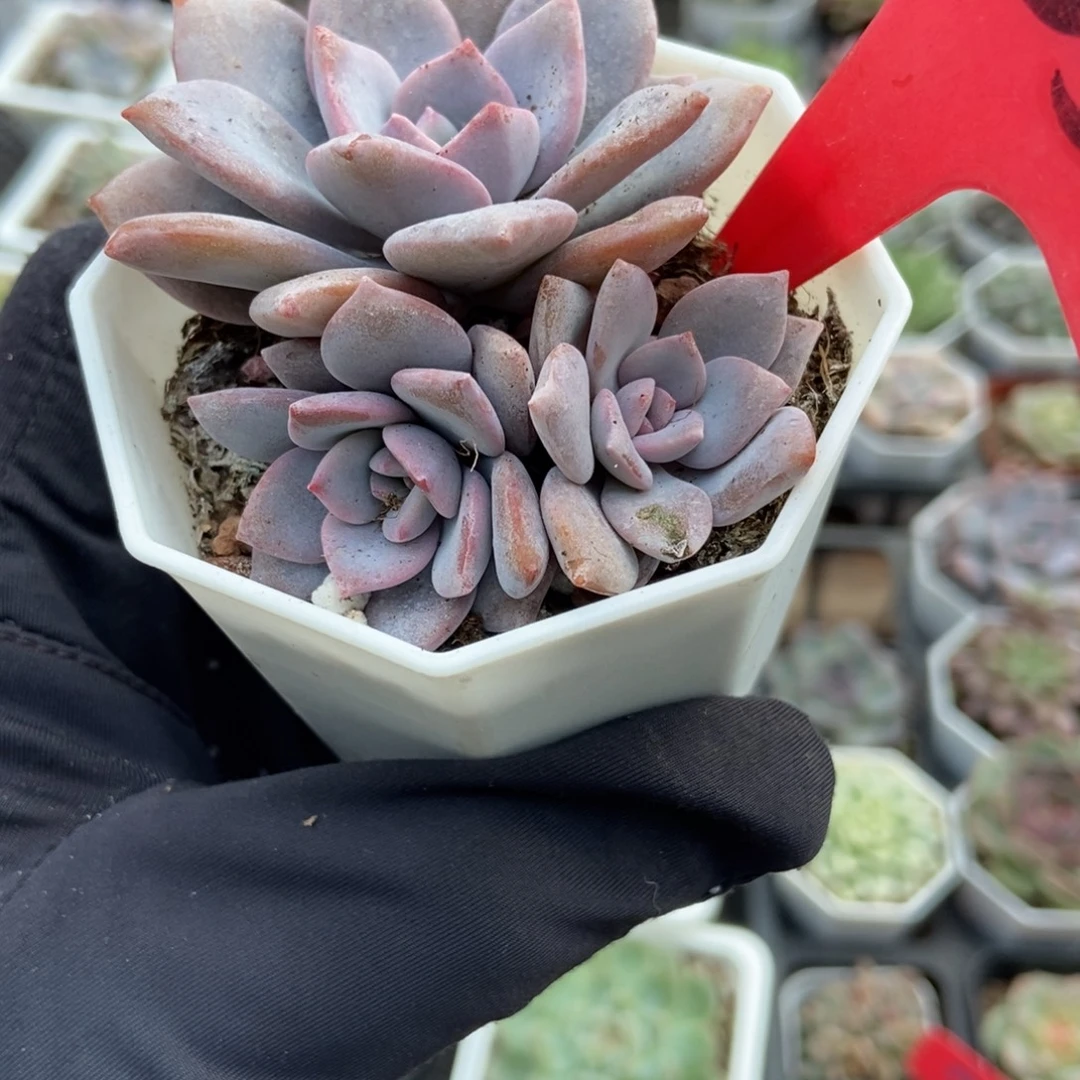 35红茶多肉植物多肉