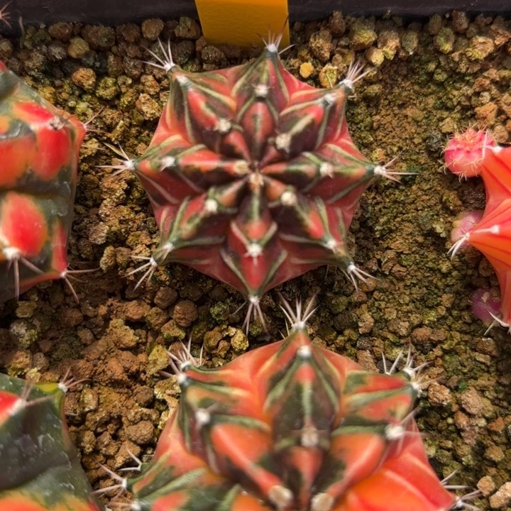 91-0105泰国发货多肉