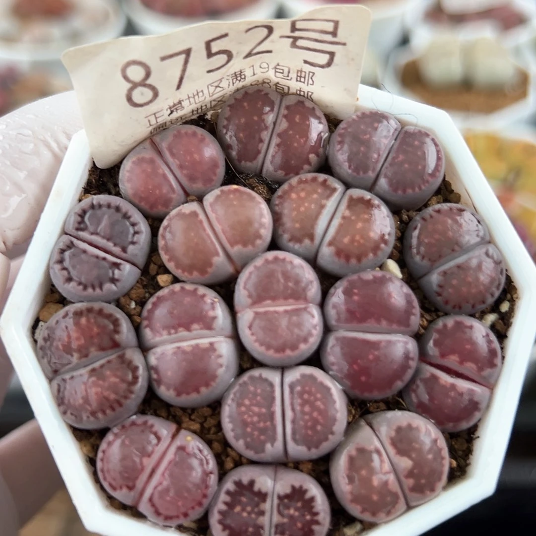 好养易活生石花大母本8752