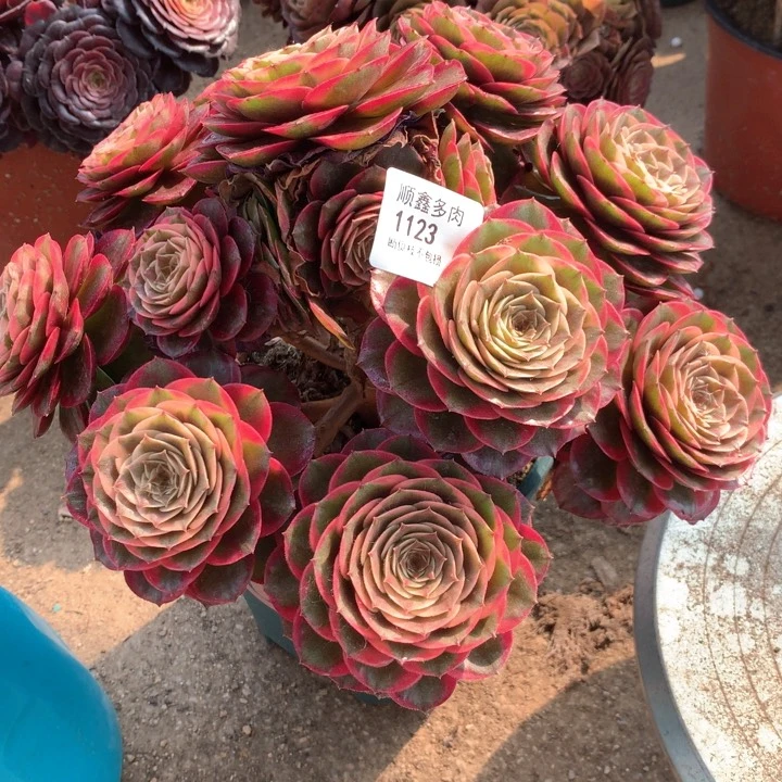 风**雅1123粉花妖多肉植物特价
