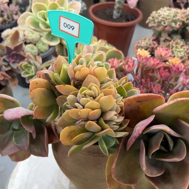 吐****?鹤事多肉植物009