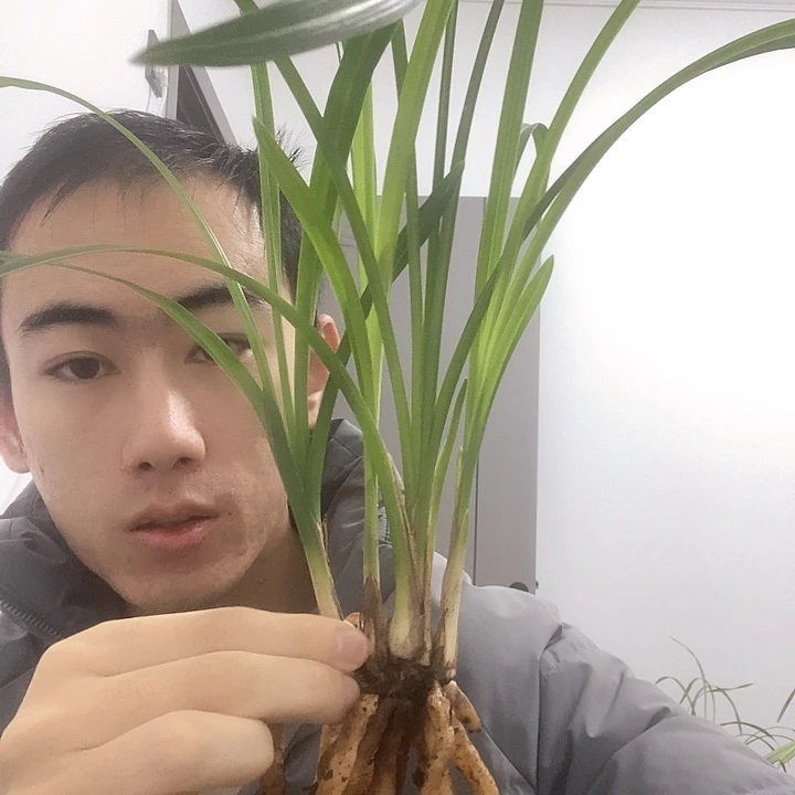 完全开放用****1荷之冠4苗
