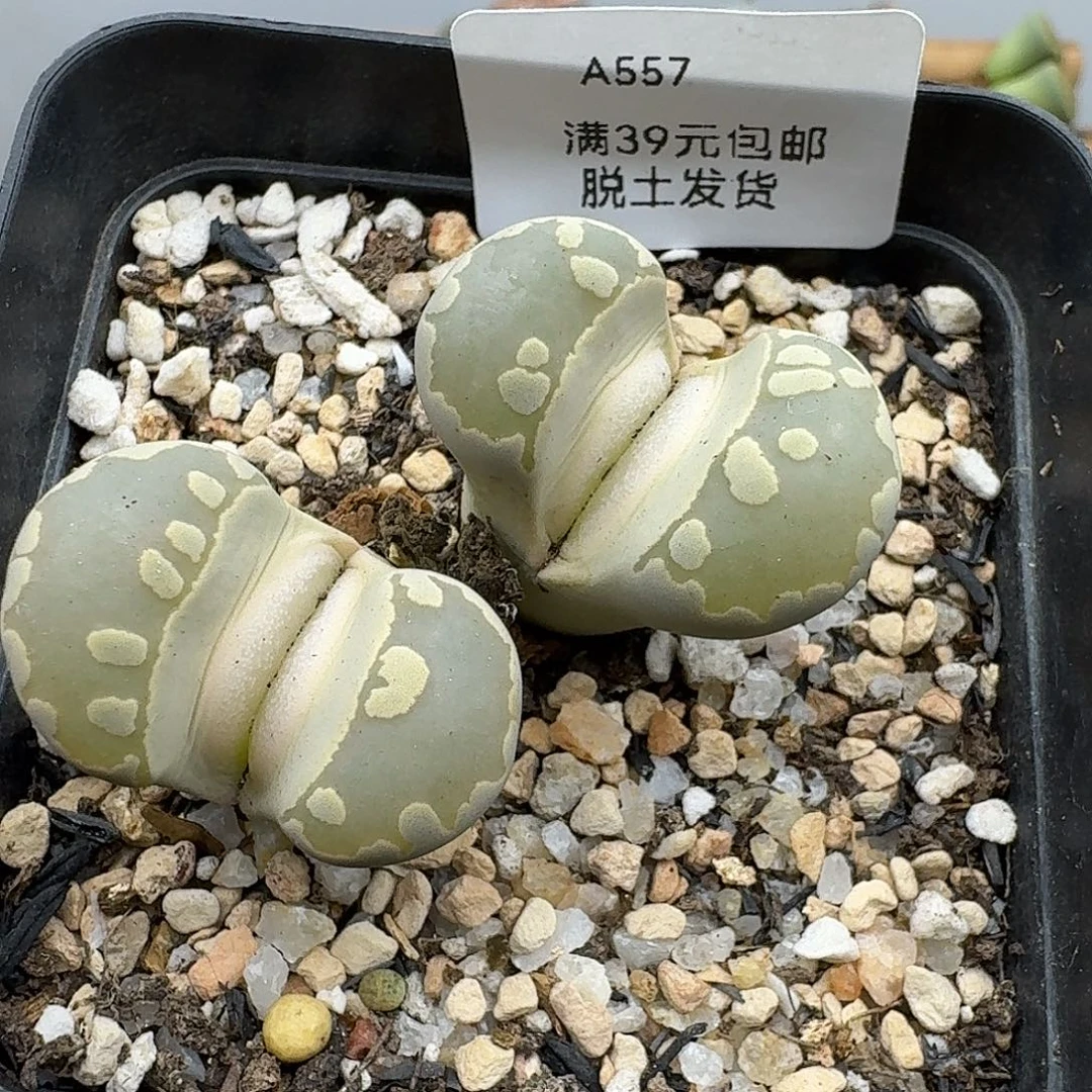 557多肉哈哈哈哈哈哈