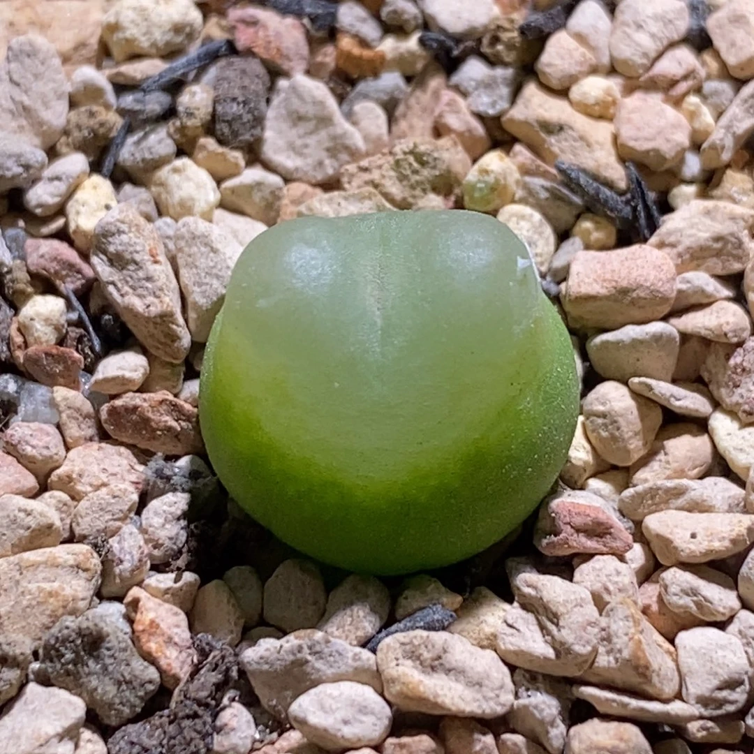一颗可爱的拉登带盆土