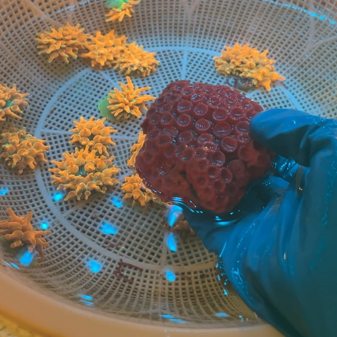 零***点纽扣珊瑚太阳花1111