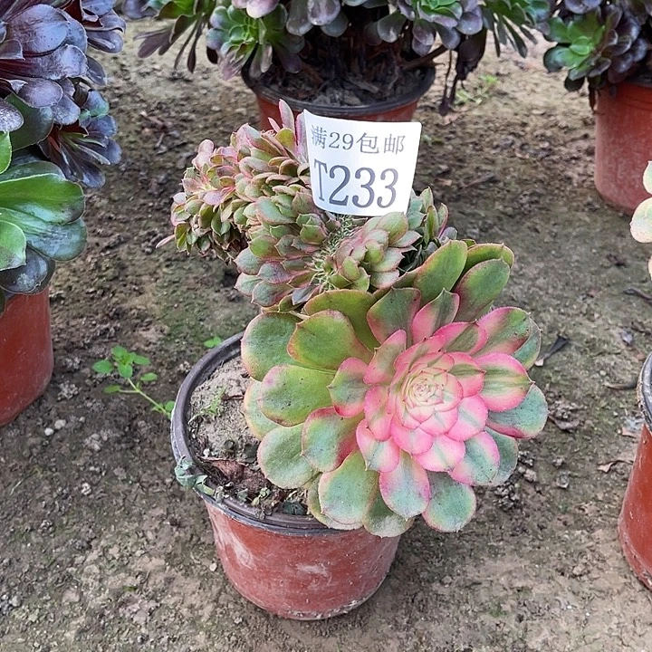 233荔枝缀多肉植物