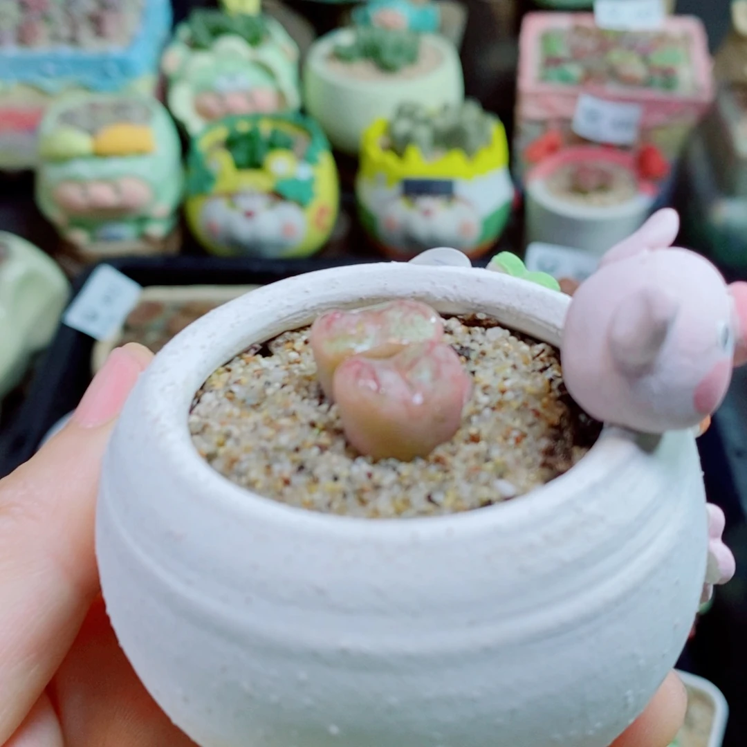 生石花花花花花花花900