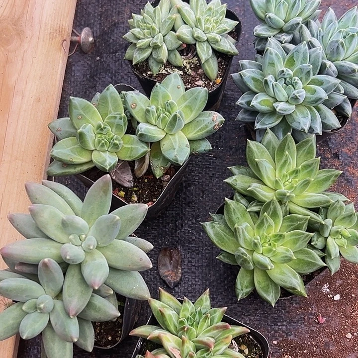6颗美人系列多肉植物