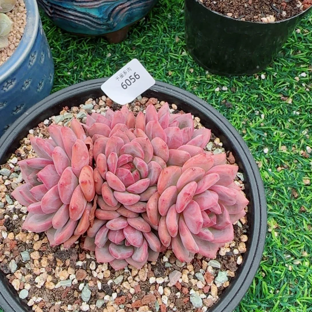 爱丽儿手捧，6056多肉植物