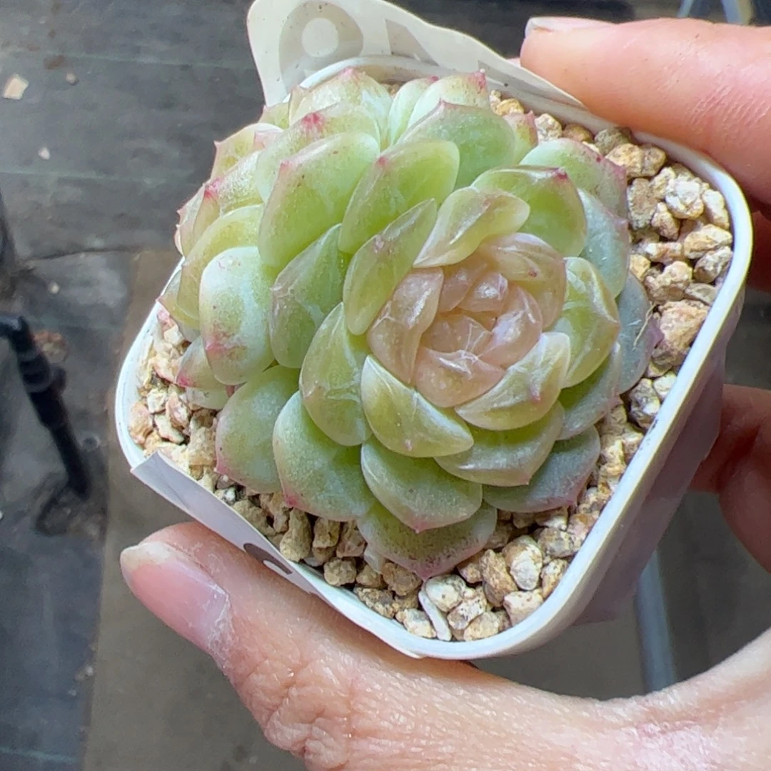 557 满38包邮一物一拍