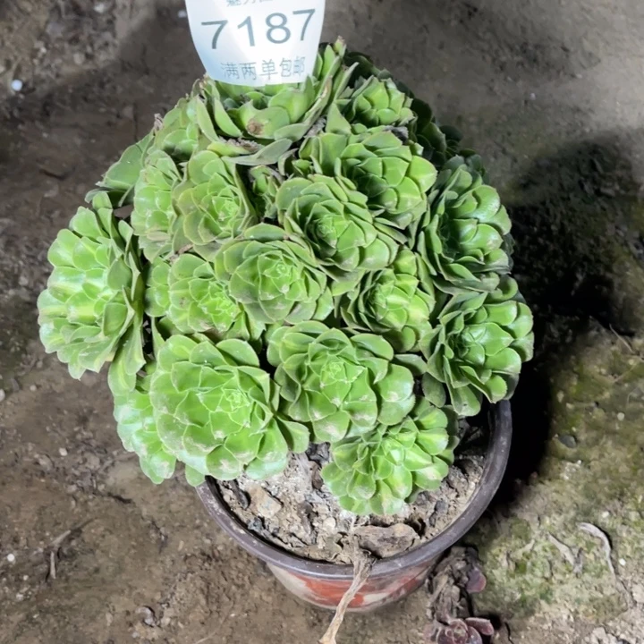7187琉璃的人多肉的
