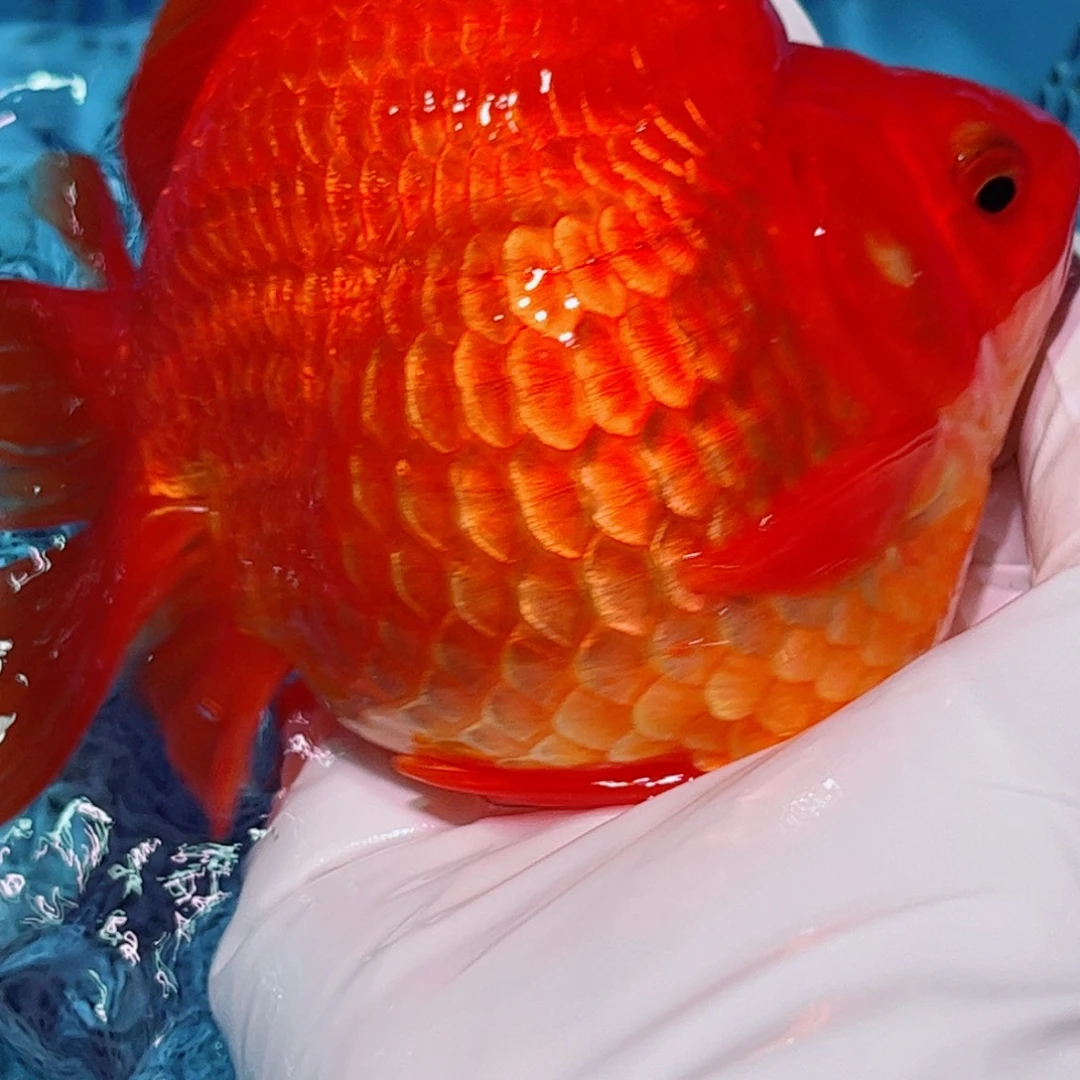 狮头鱼直播间一物一拍58