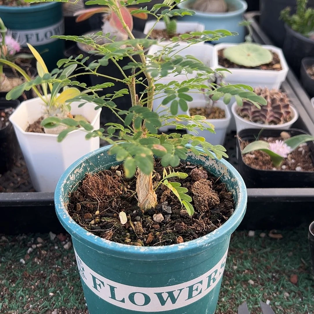 黑候刺树2一物一拍，带盆