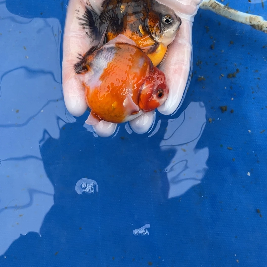 金鱼两条泰师金鱼123