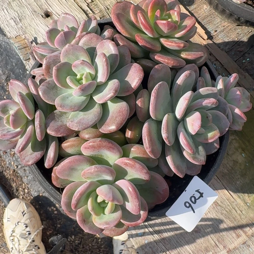 ༺***༻506拉萨凡艺多肉///