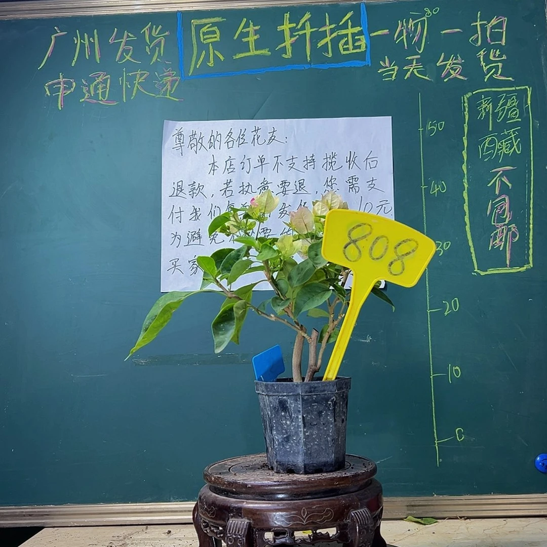当前无花栽培后可以开花 绿叶五宝 大宝 808