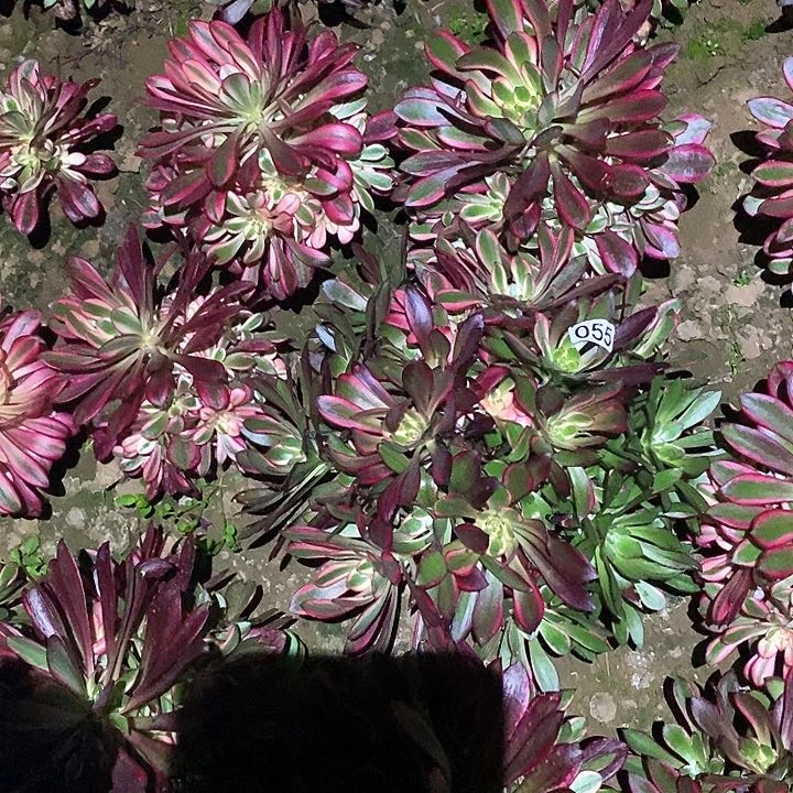 多肉植物法师55丽娜