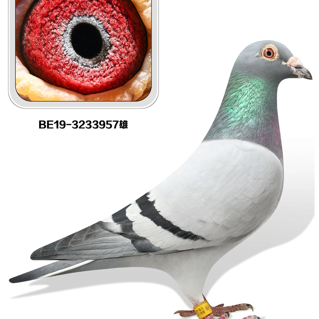 种鸽信鸽比利时荷兰圆环成绩鸽天落
