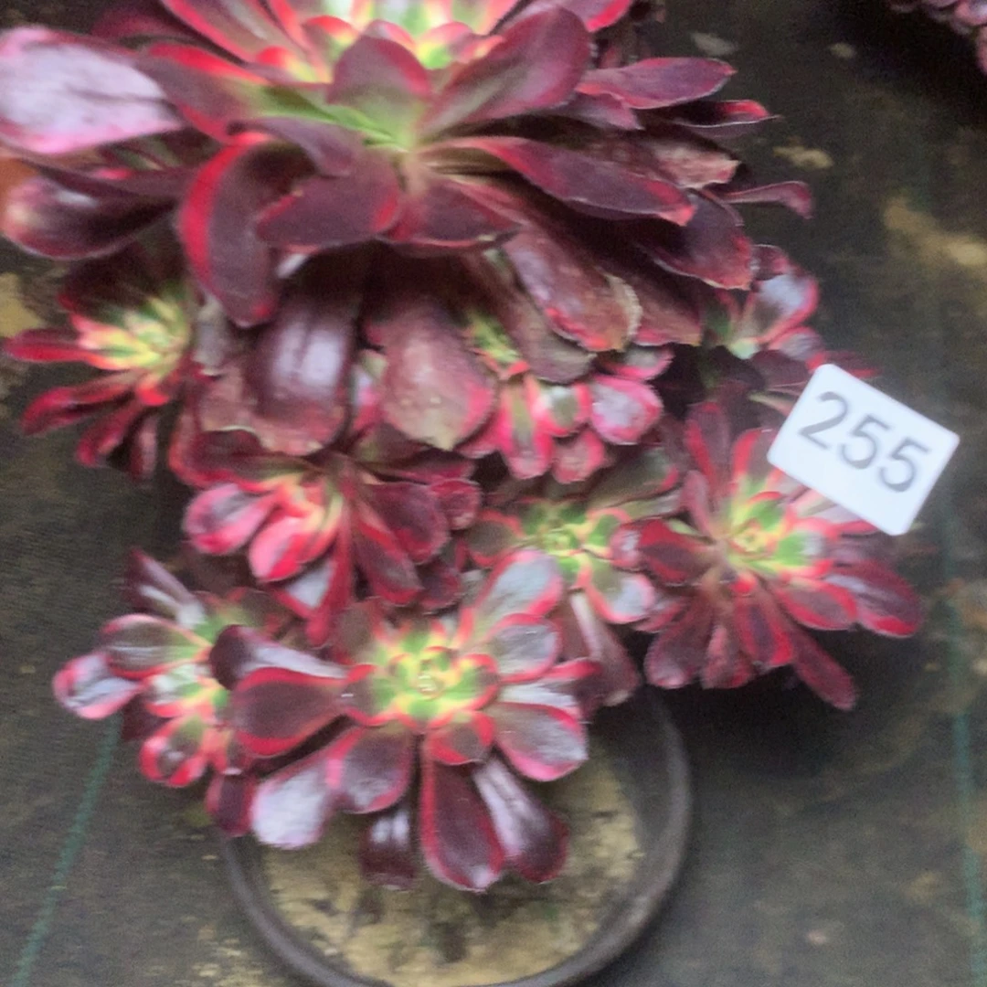 255丽娜多多肉植物