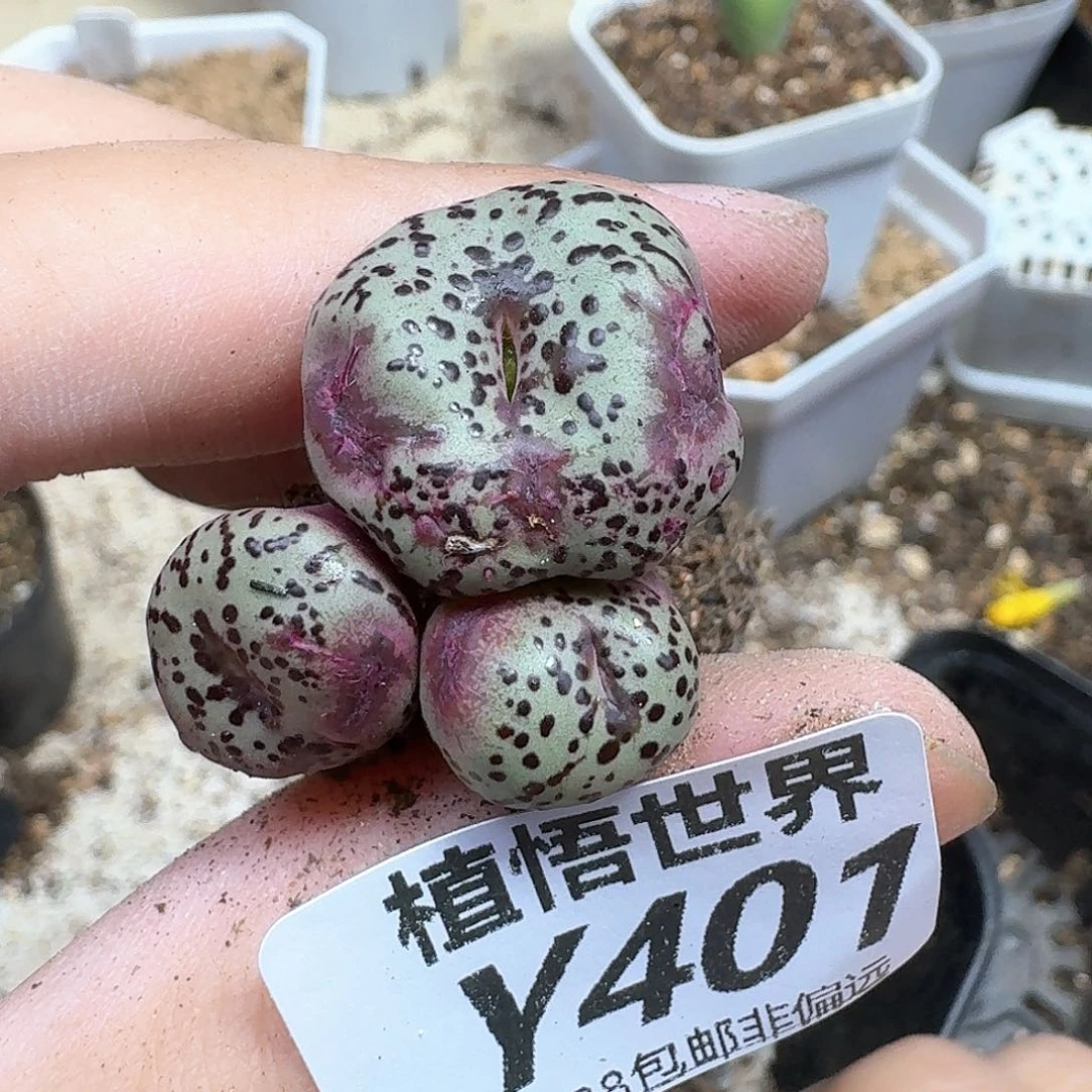 多肉植物多肉植物