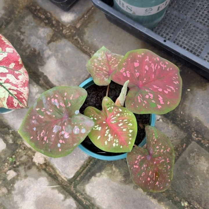 泰国彩叶芋05-0716