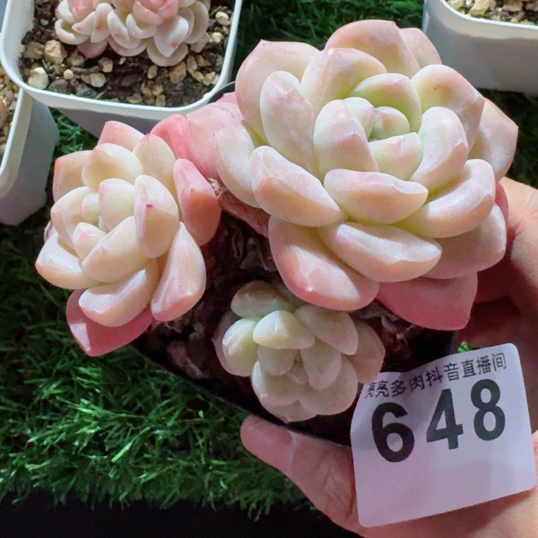 冰玉         精品多肉