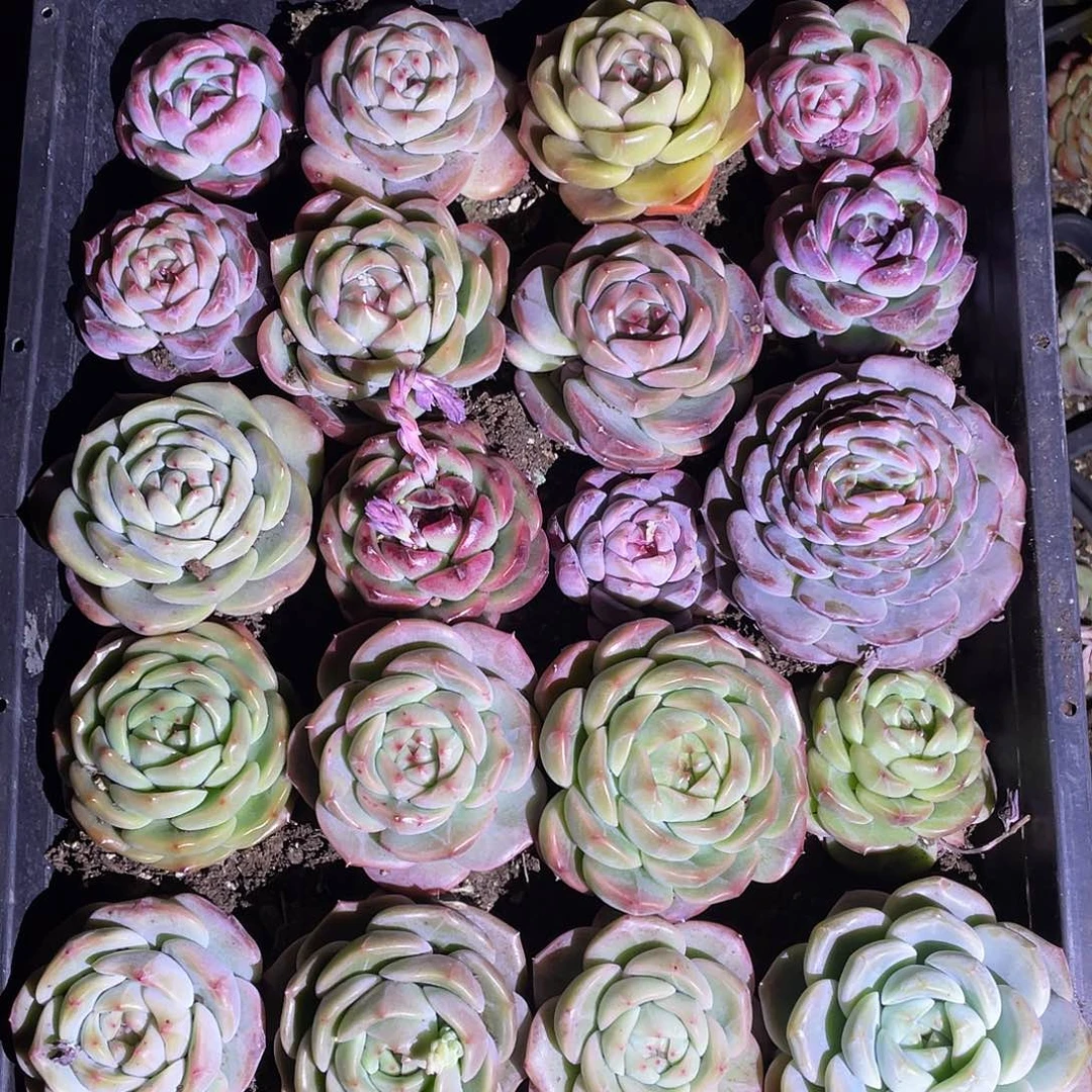 220。      带筐发货。