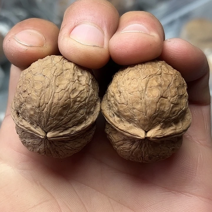 核桃55号小圆球35尺