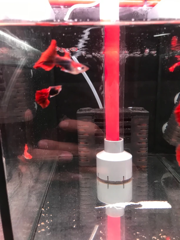 高背折扇孔雀鱼热带鱼