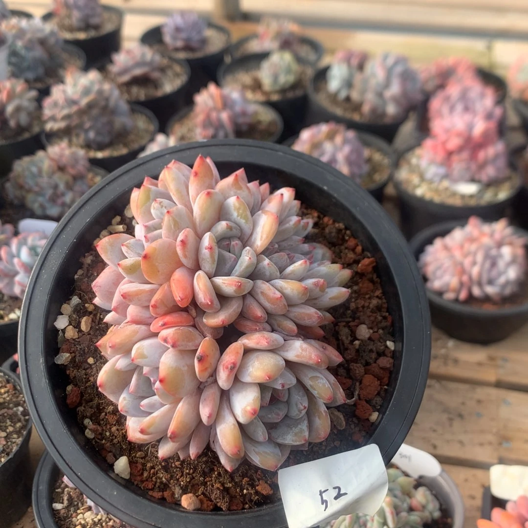 11厘米七头韩橙朵朵 无砍 52