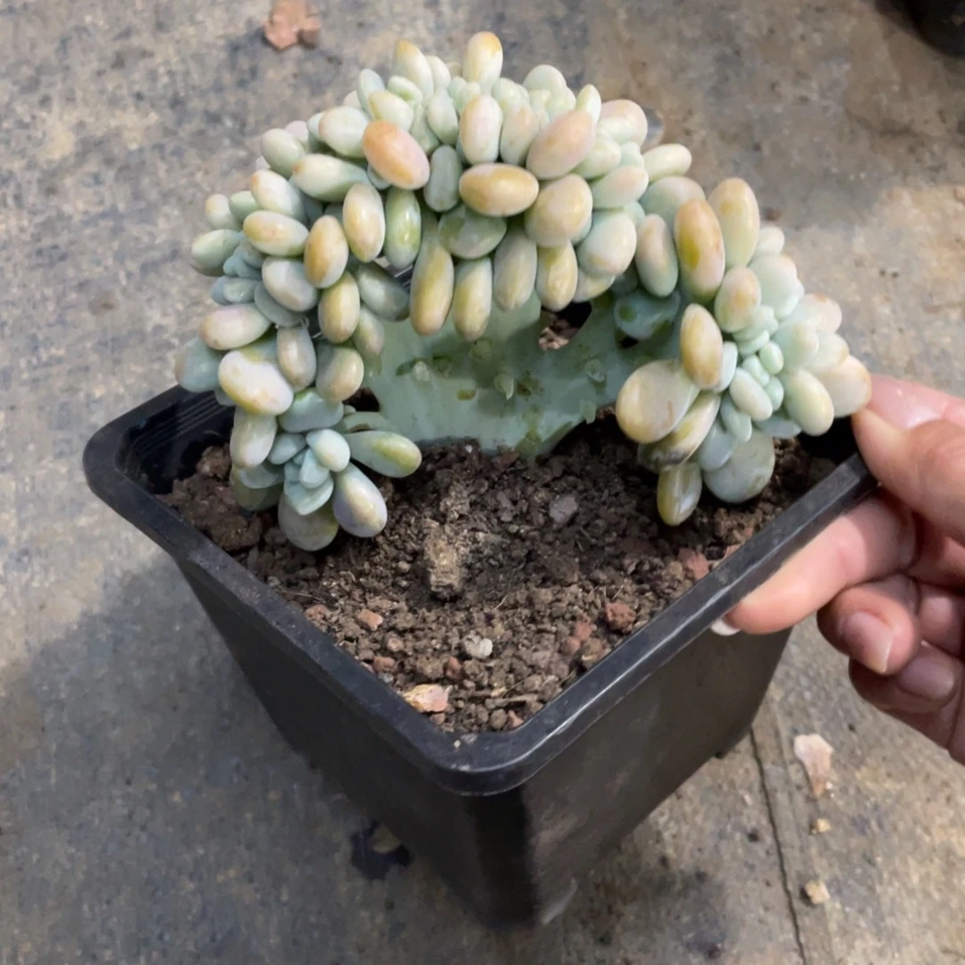 香水洛神冠幅13 公分一物一拍