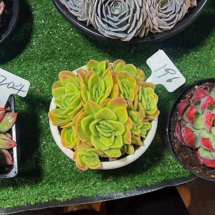 冰***霜丽娟花卉冰玫瑰锦记得冷链哦